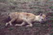 hyenajavascript:doPic('leopard.jpg');